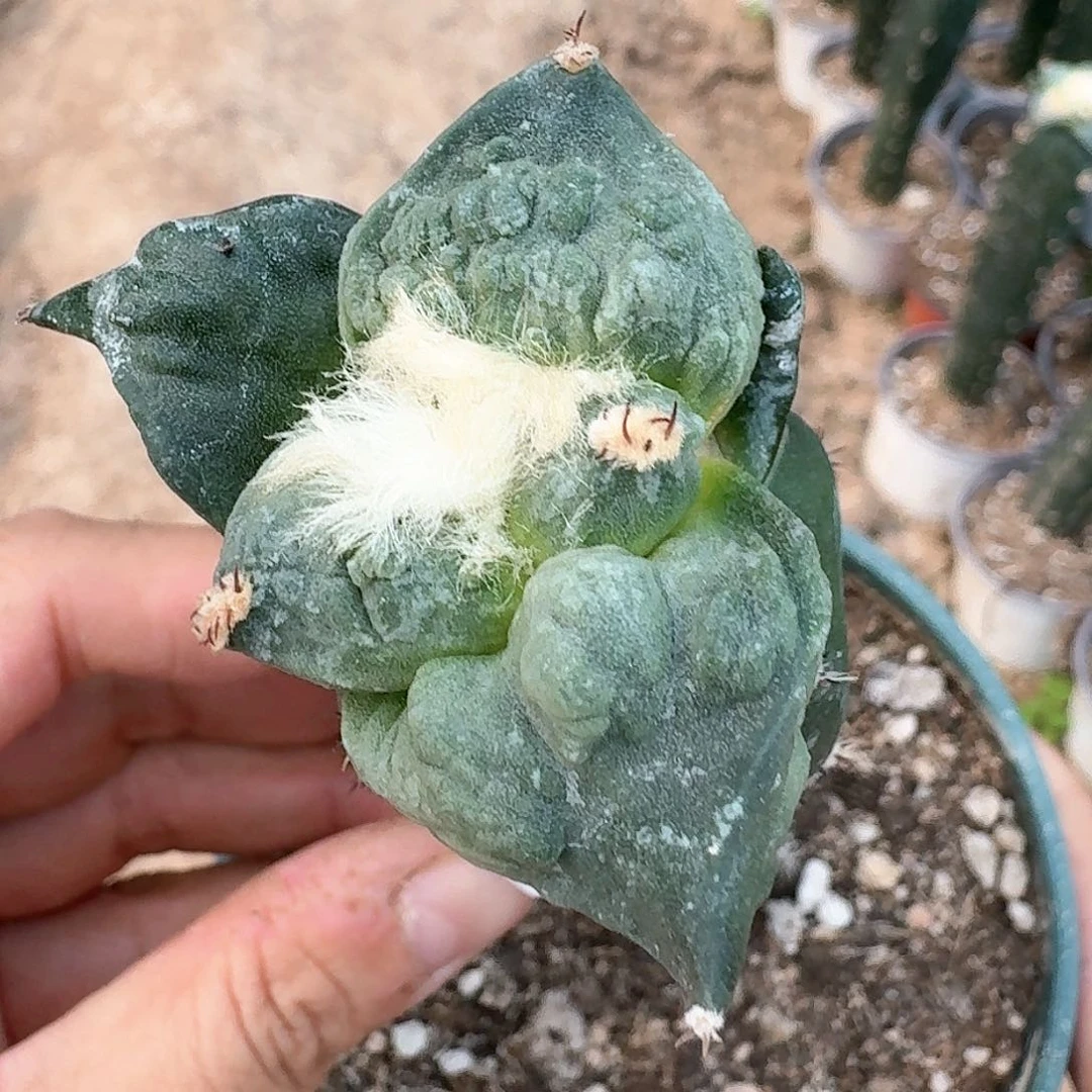 【闪购商品】无花朵栗源怒涛背尤带怒278