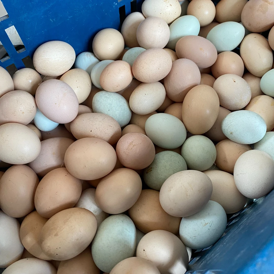 [初生蛋]农户纯散养土鸡蛋