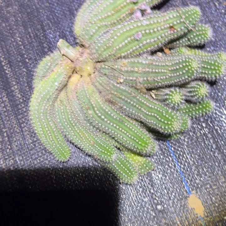 白檀仙人掌群生一群113