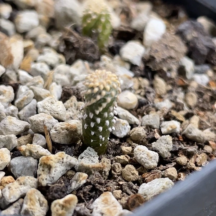 薄叶花笼实生苗一颗