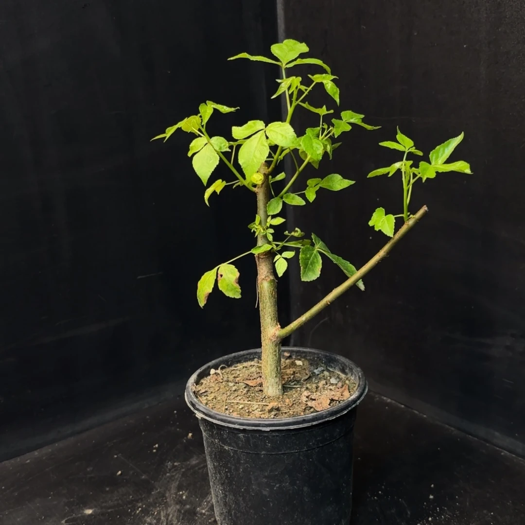 龙角橄榄扦插有根