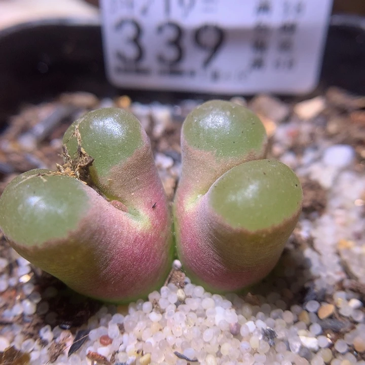 精品生石花219.339磁铁