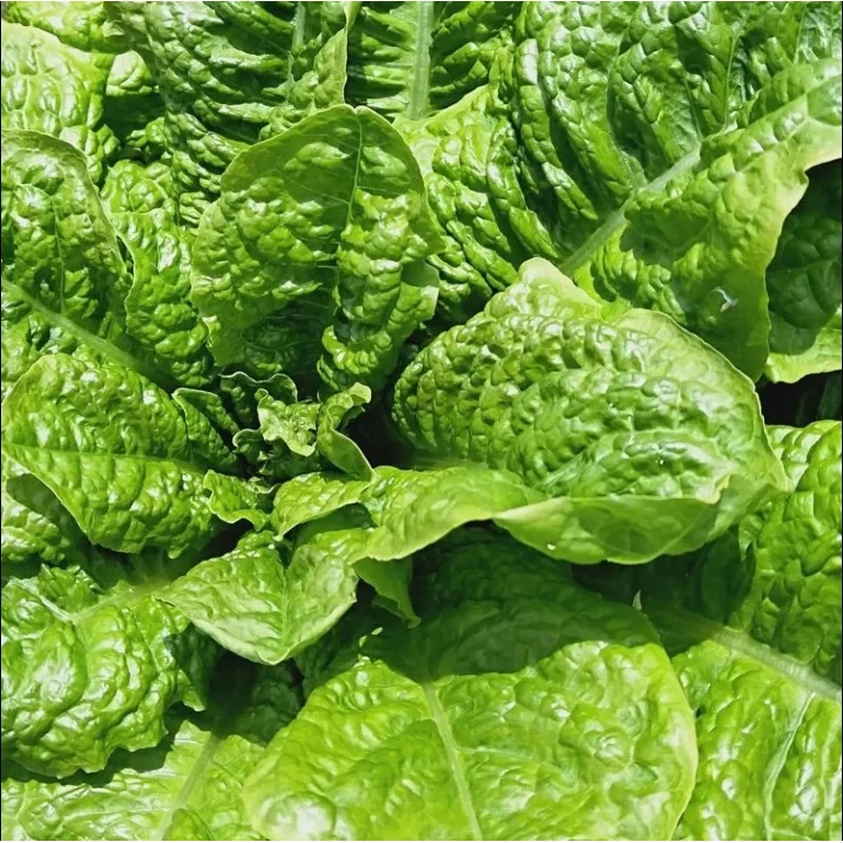 【满5包包邮】皱叶莴麻菜种子窝鸡菜种籽叶用莴苣莴笋叶曲麻菜春