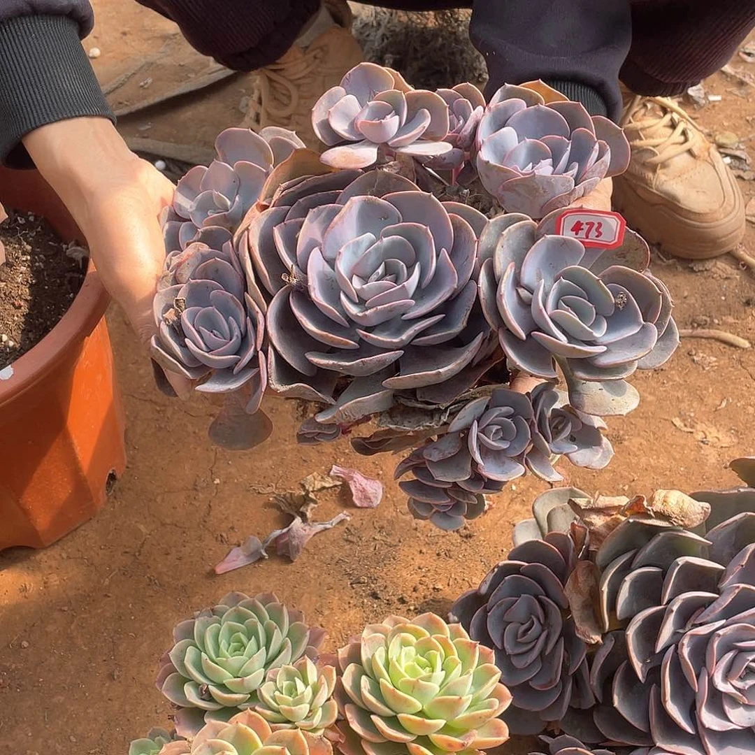 473尘埃玫瑰 一物一拍多肉