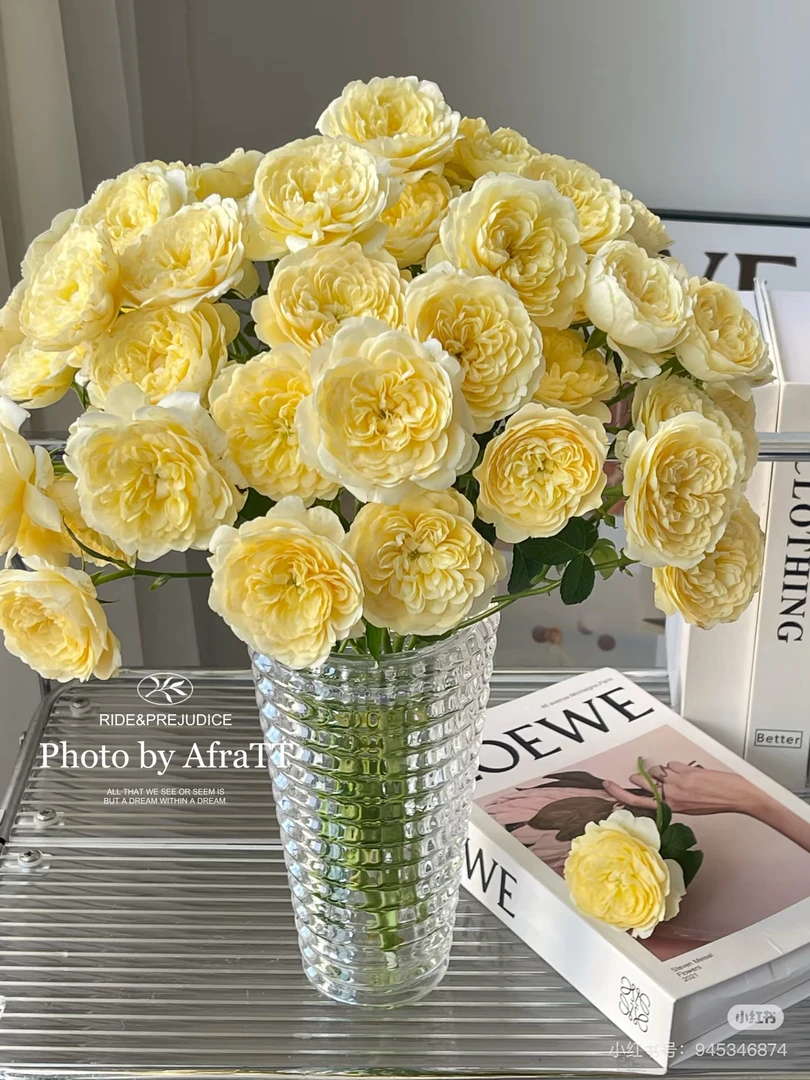 【好物鲜花】密柚汁阳台10支