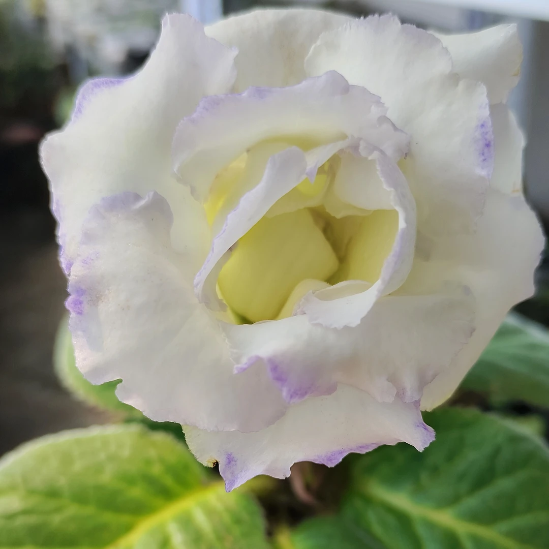 麻点芙蓉大岩桐小苗月光石