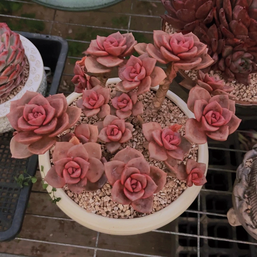 琉璃盏24公分99998888