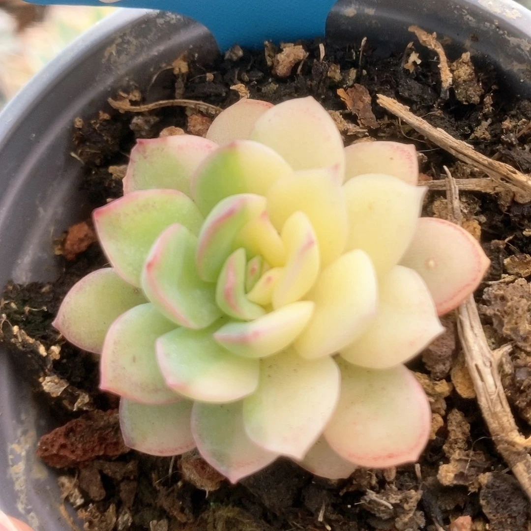 118雨燕座锦锦锦锦锦锦