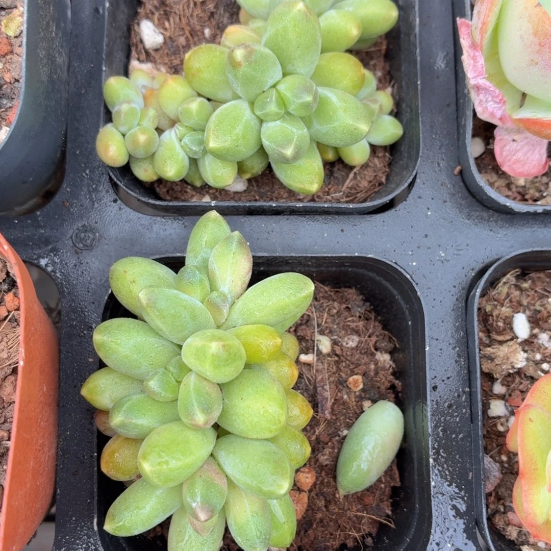 千代田多肉9.9包邮发货