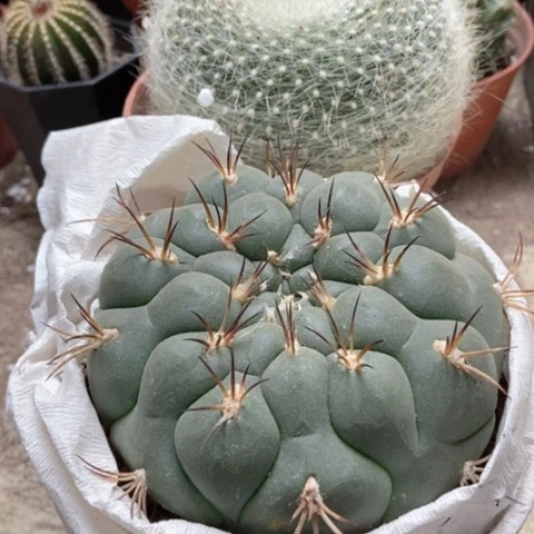 白雪光新天地仙人球30米仙人球