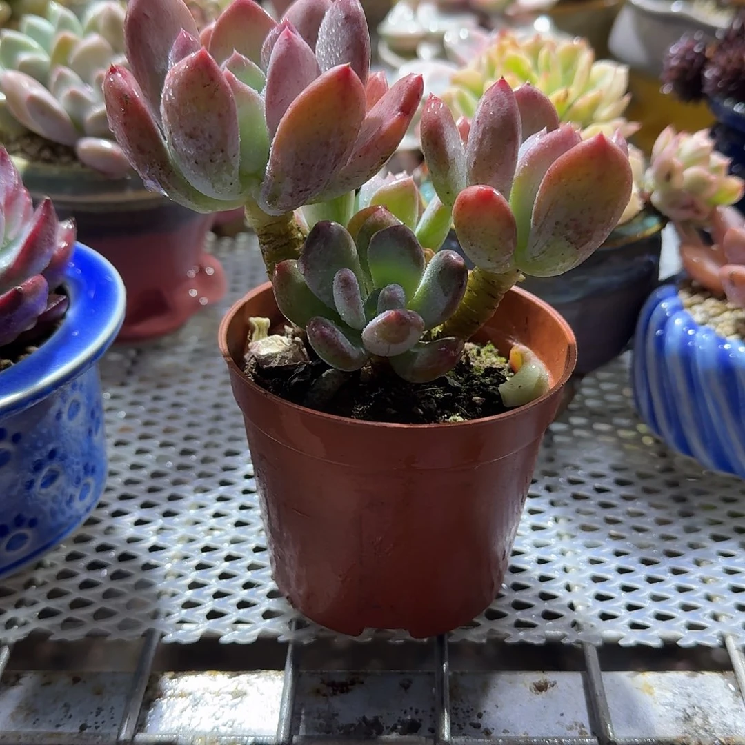 灰姑娘精控多肉植物