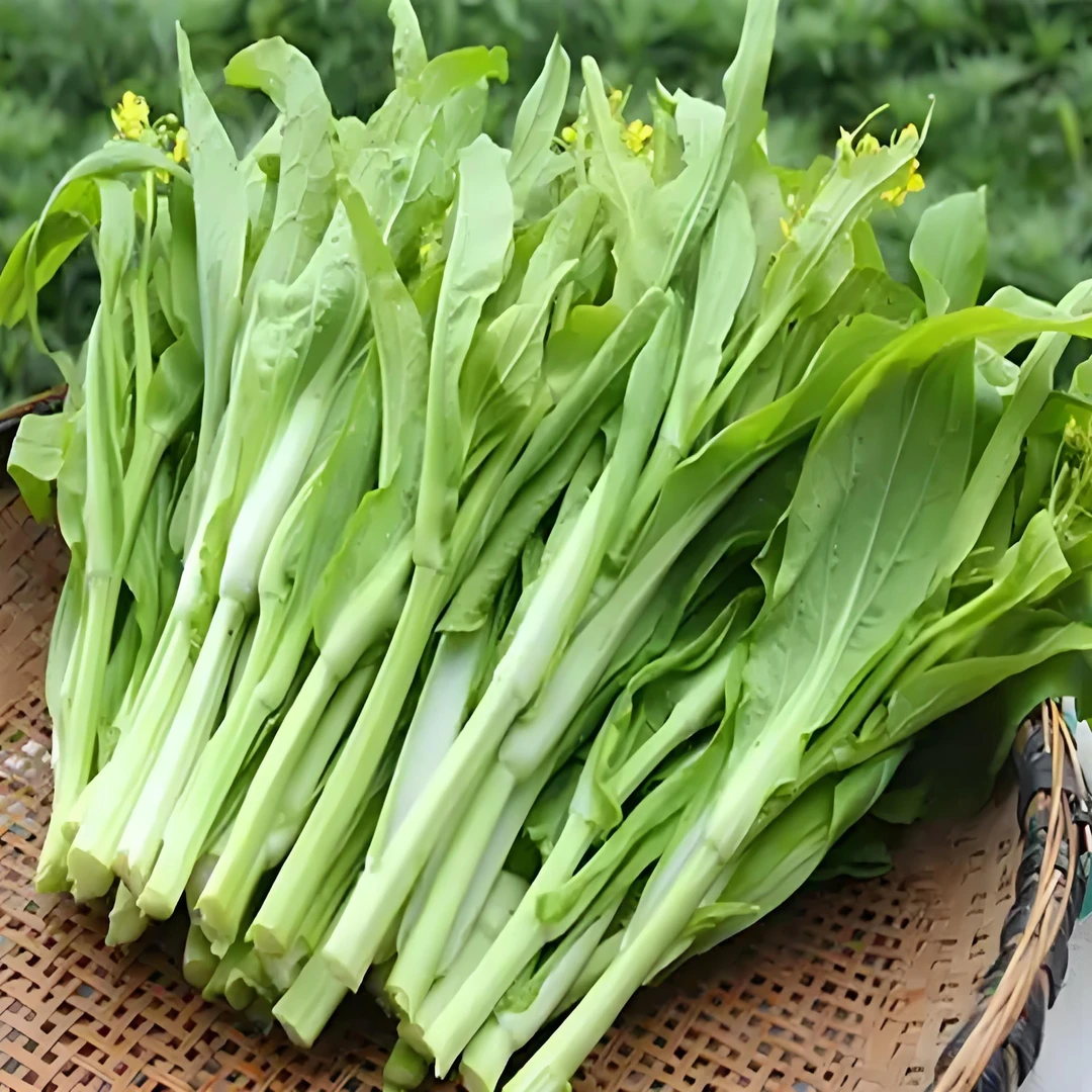 白菜苔 湖南爷爷奶奶自种露天霜打清甜脆嫩白菜苔当天现采蔬菜