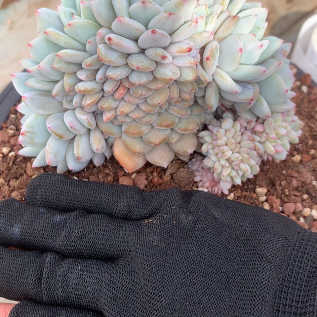 阿**姐B015 售后范围：签收起7天内，录开箱视频