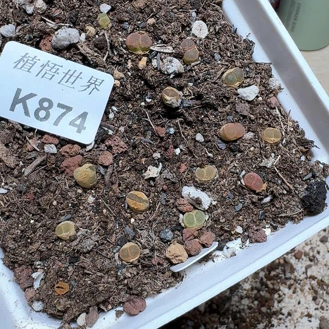 874号多肉植物哇c g