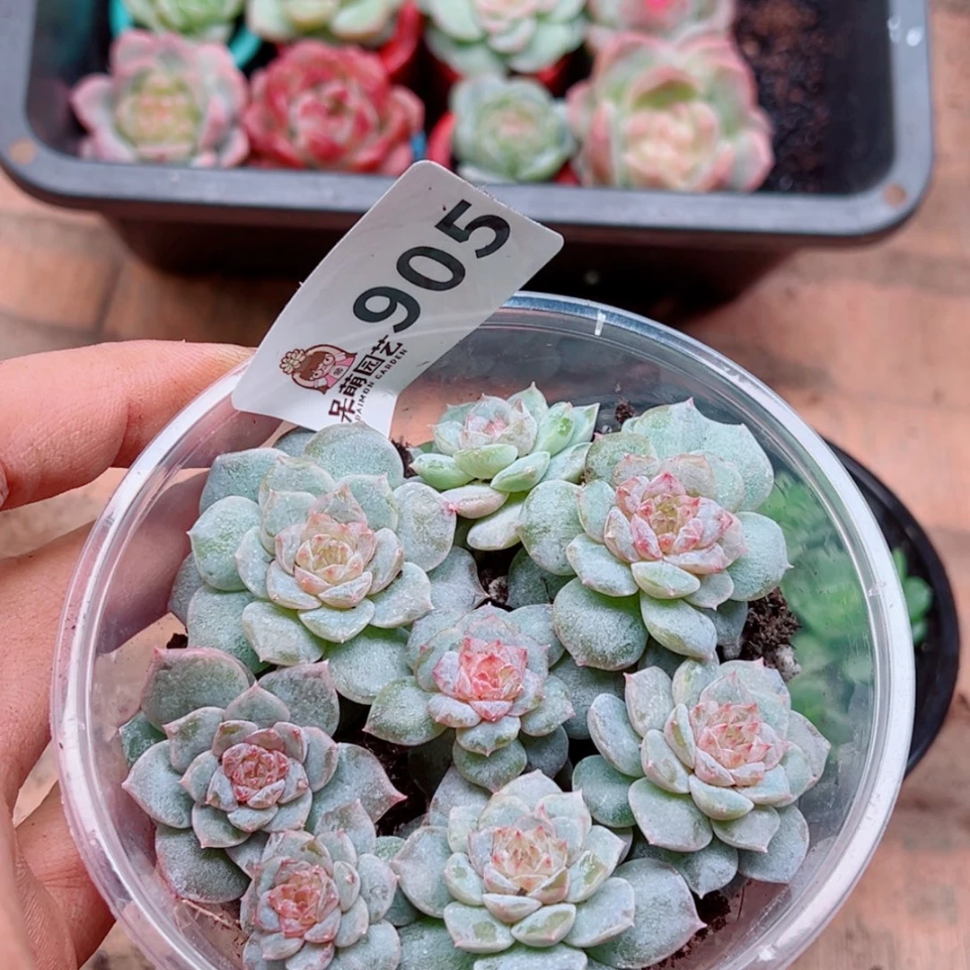 多肉植物多肉植物
