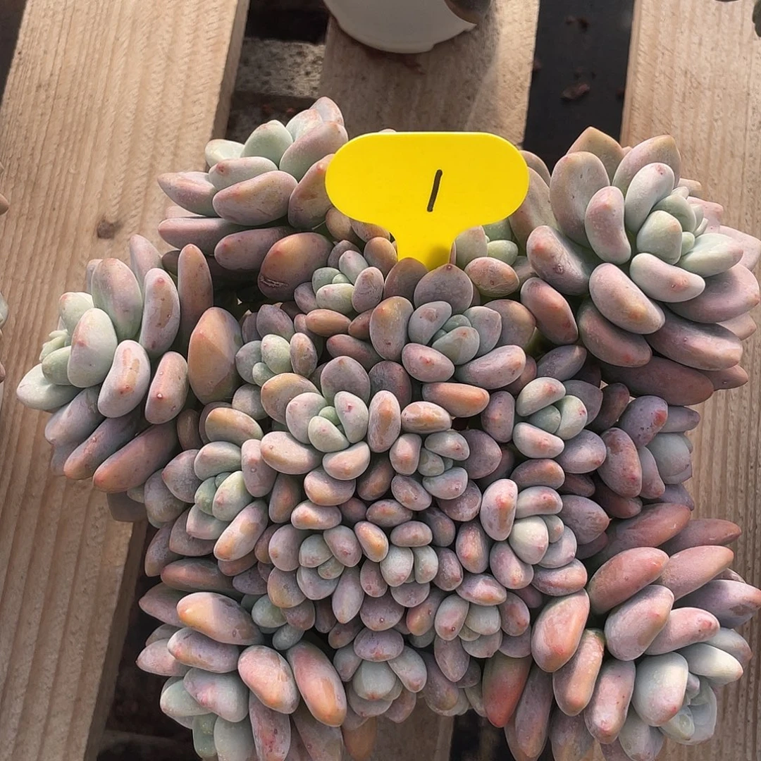 红洛神多肉植物群生1