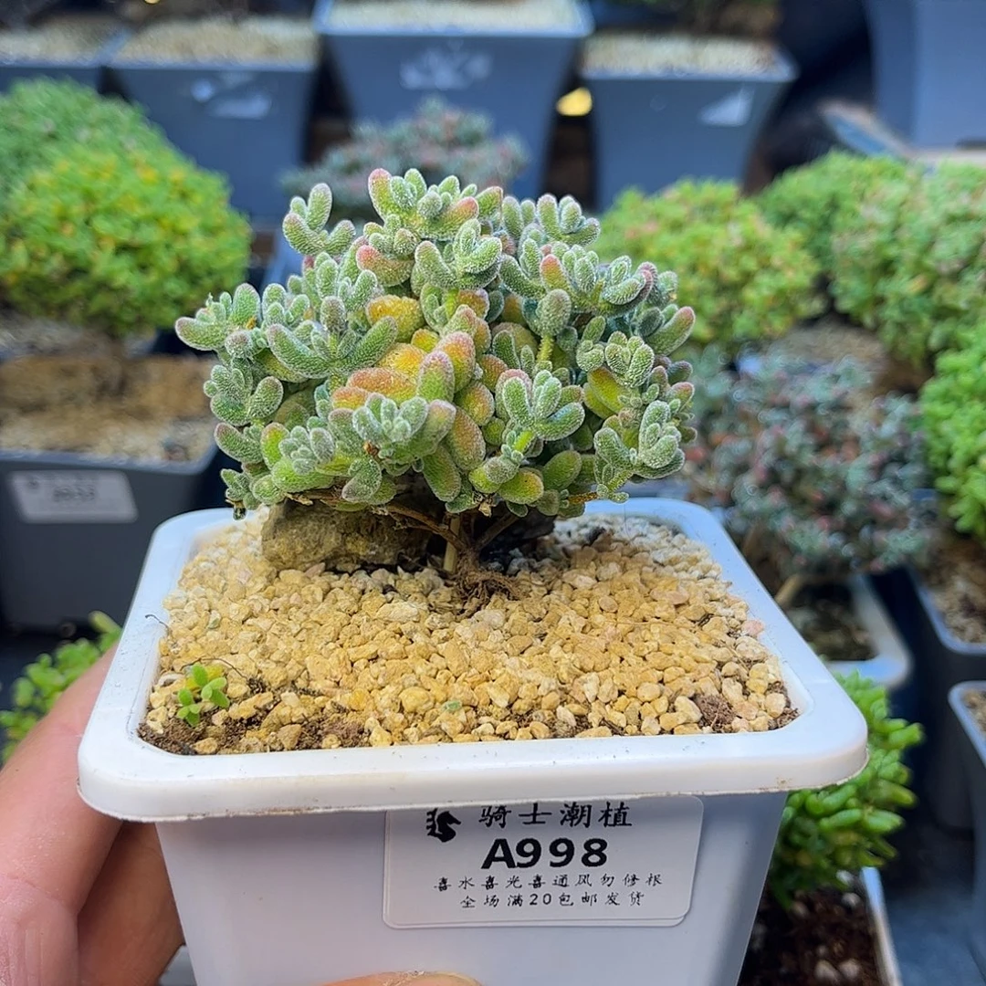 995优选冰晶造型桩