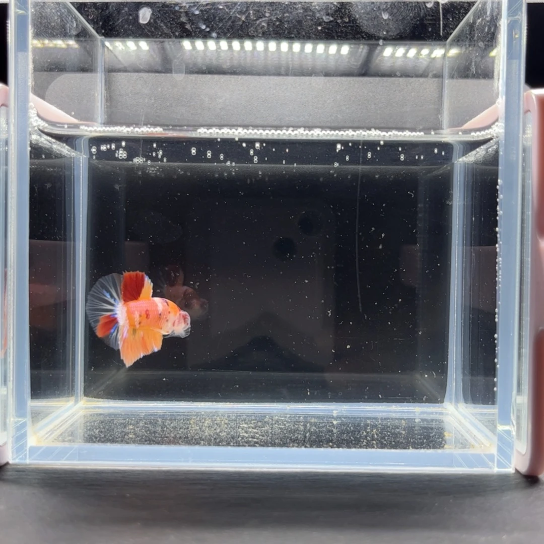 海胆宙斯斗鱼竞拍11-25