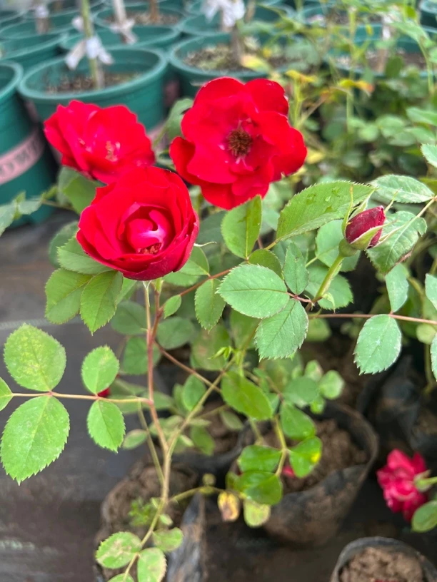 （拍1发5）绒霞，耐寒