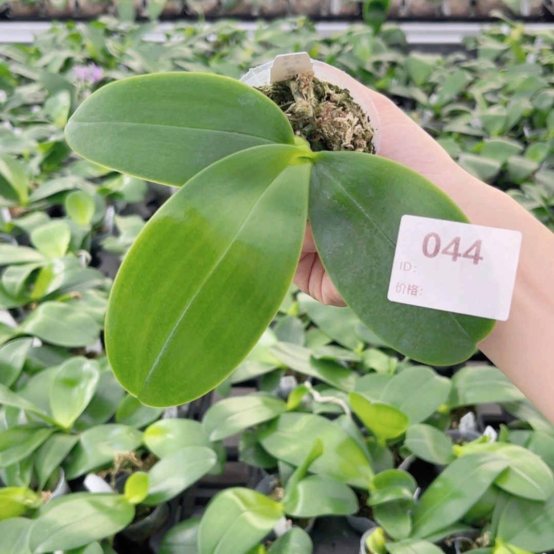 完全开放044 eq狗。