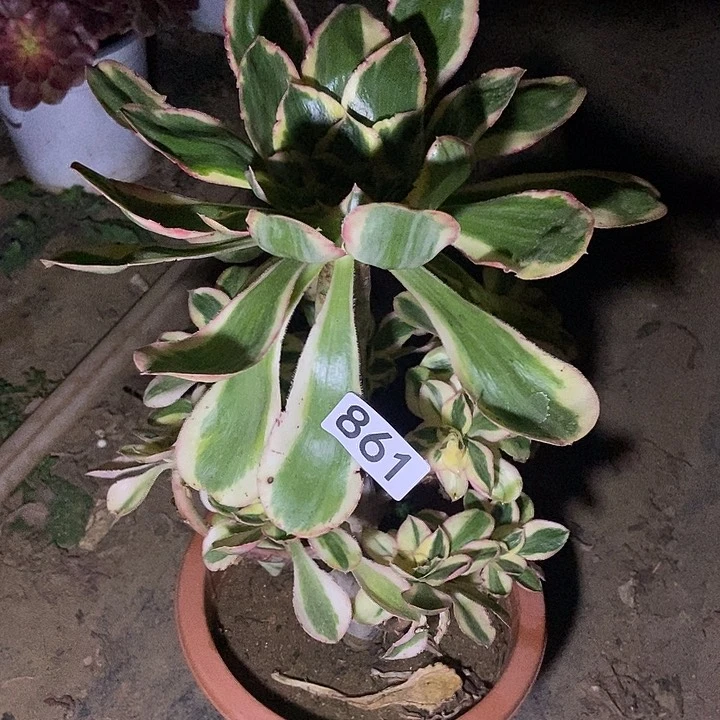 燕姿锦861多肉不包断