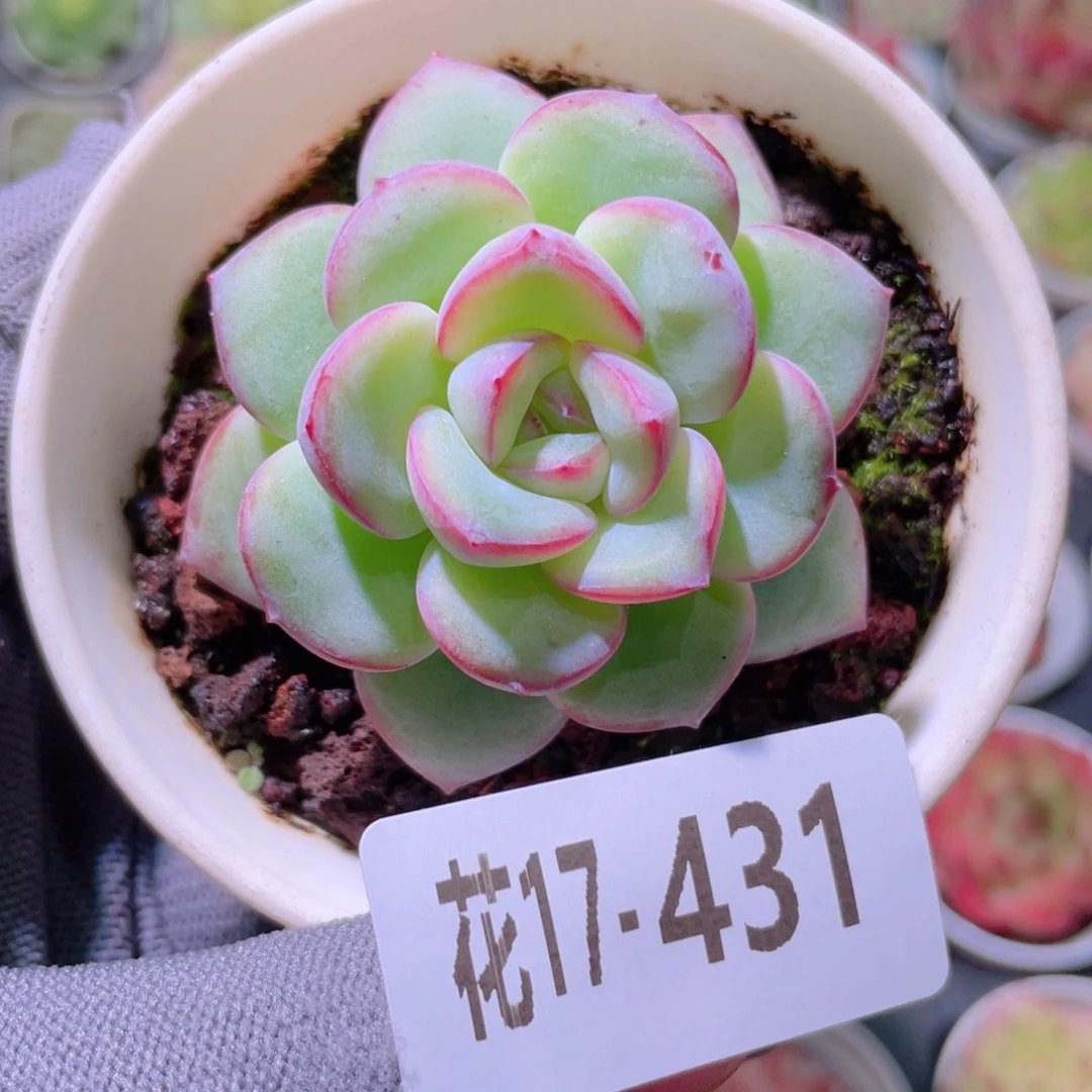 花利美17-431爱丽丝