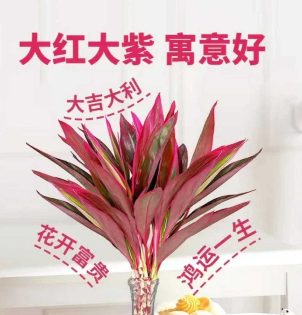 【大吉大利】鸿运紫竹朱蕉富贵竹可土培水养绿植花卉盆栽净化空气