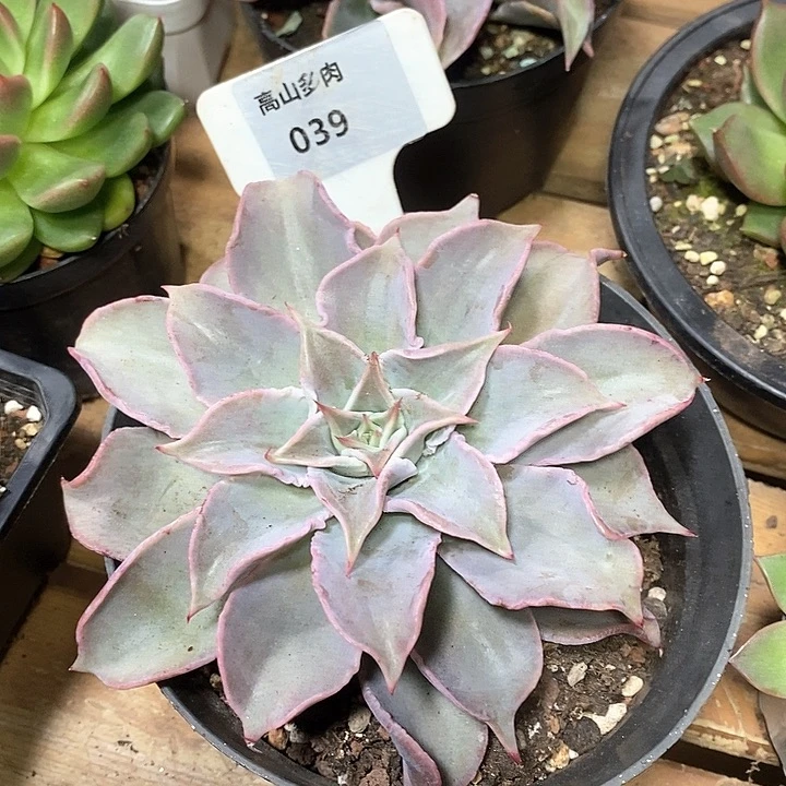 D039- 直播福利 饺子皮