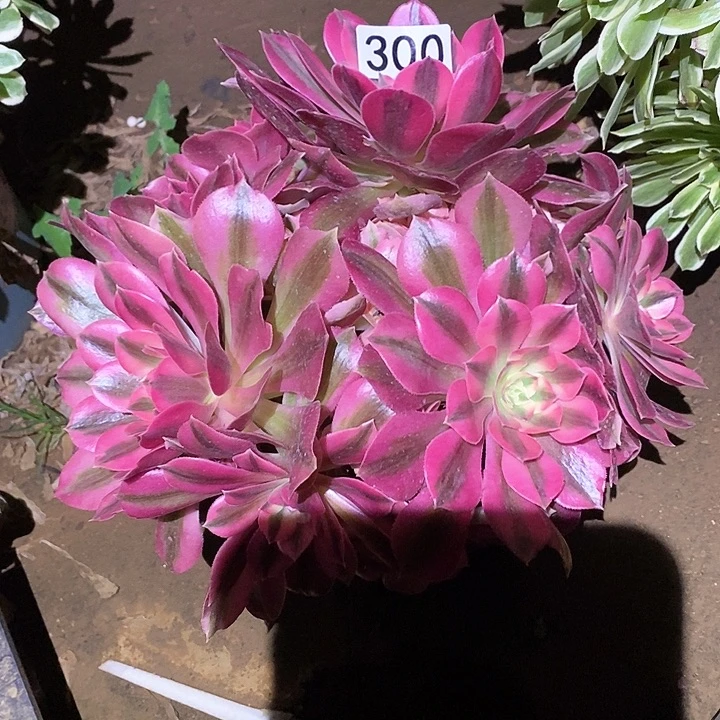 多肉植物法师300女巫