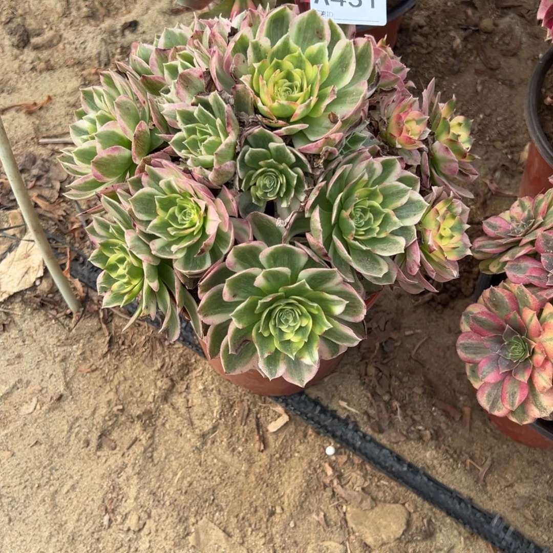 431海仙多肉植物法师