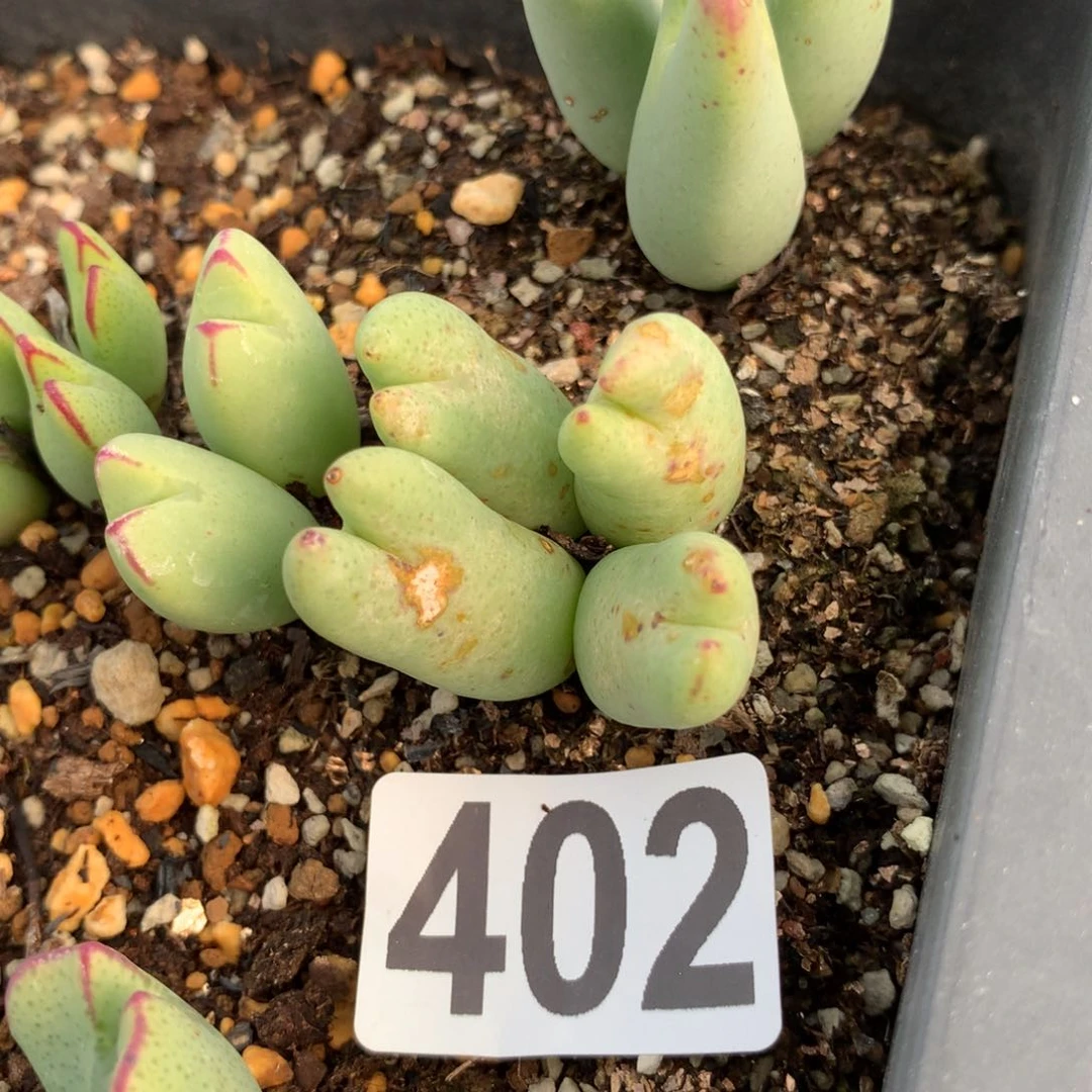 402少将母本四头小伤