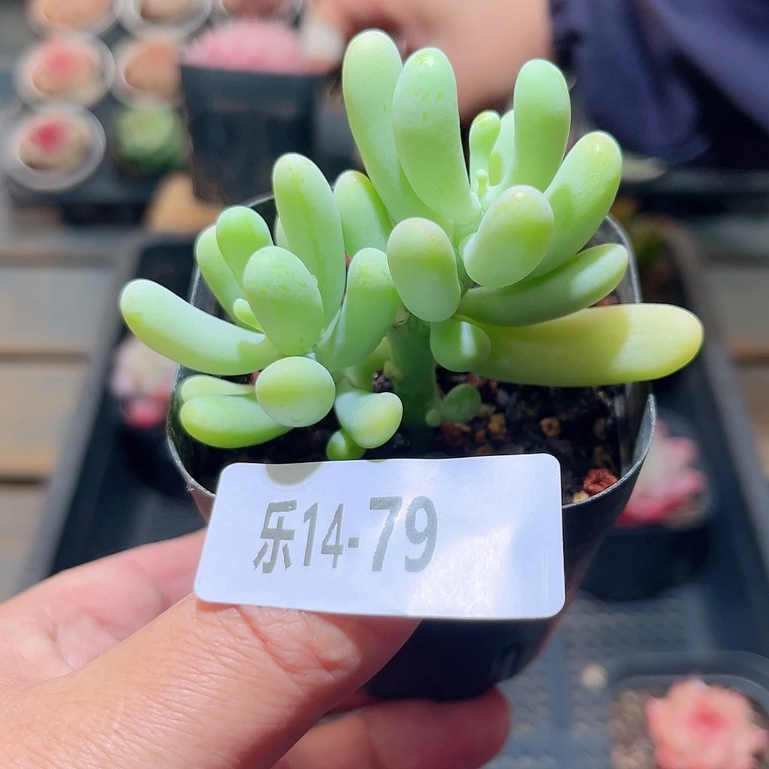 乐14-79 香蕉美人