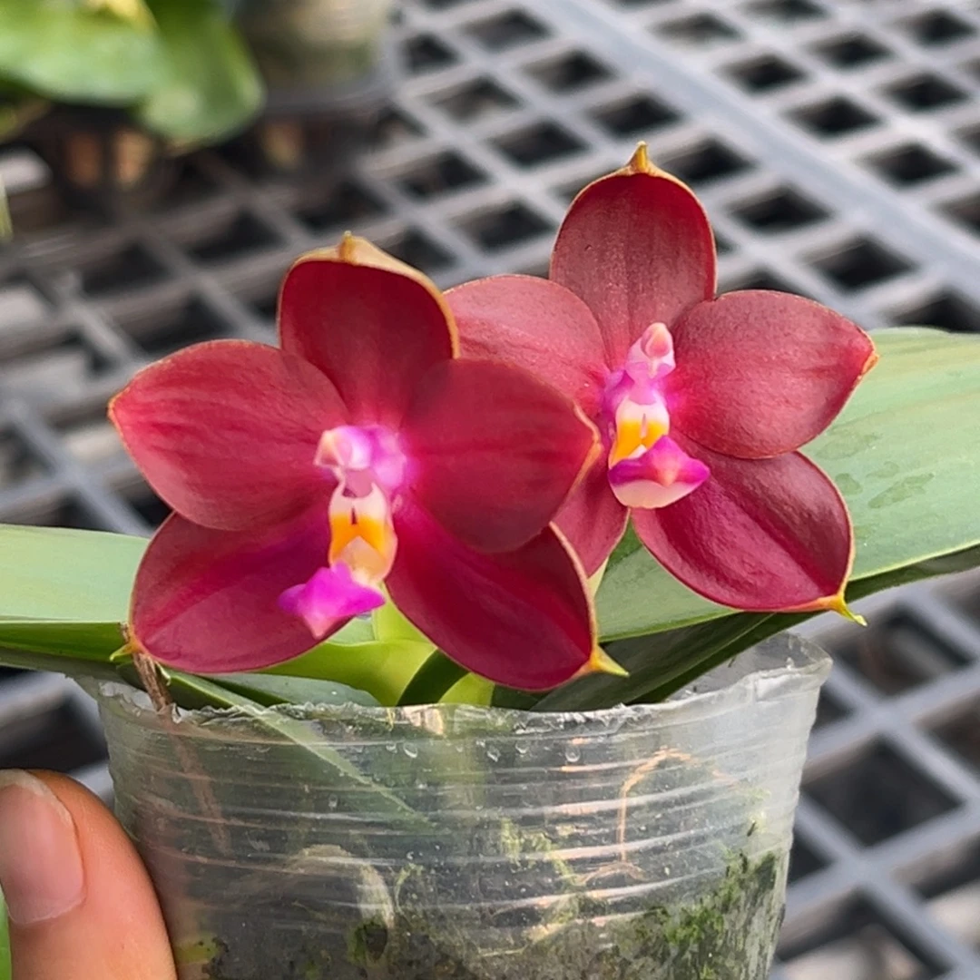 完全开放红灯笼开花株