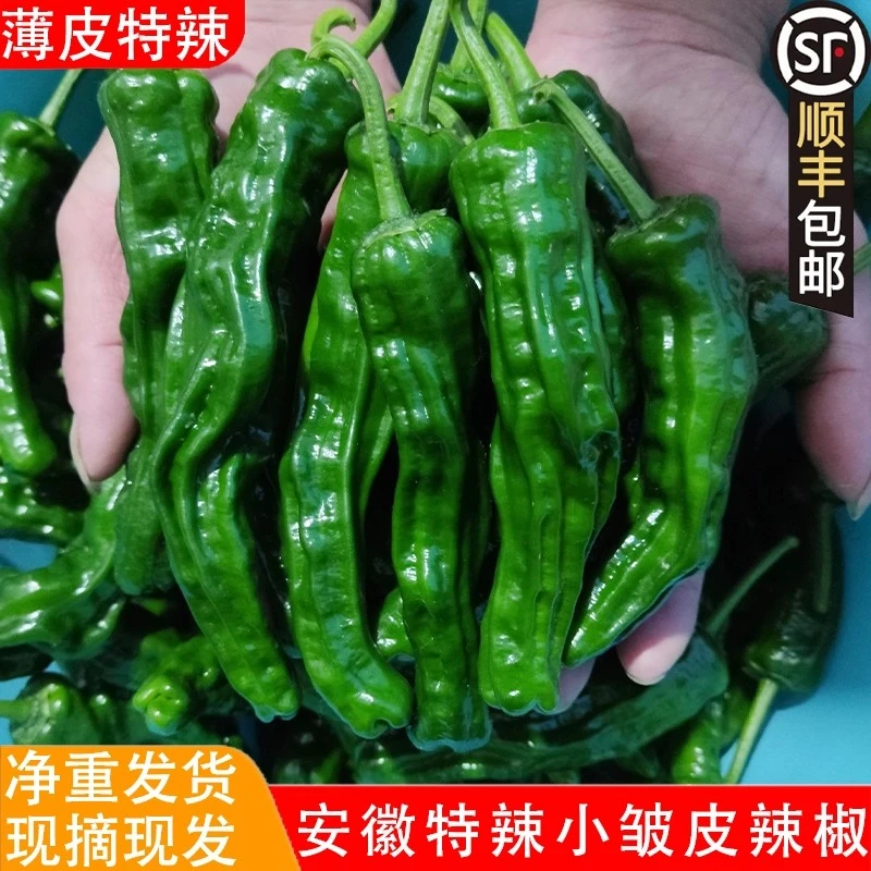 顺丰包邮安徽新鲜特辣小皱皮辣椒农家现摘蔬菜之乡（会龙辣椒）尝鲜