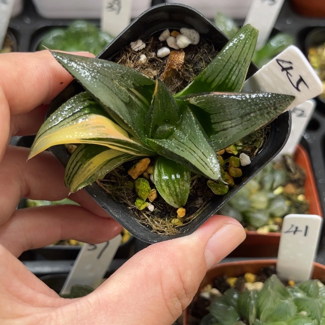 45红纹寿锦一物一拍