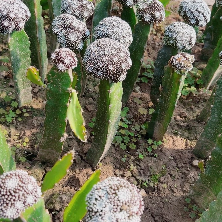 D**N松针牡丹三角嫁接