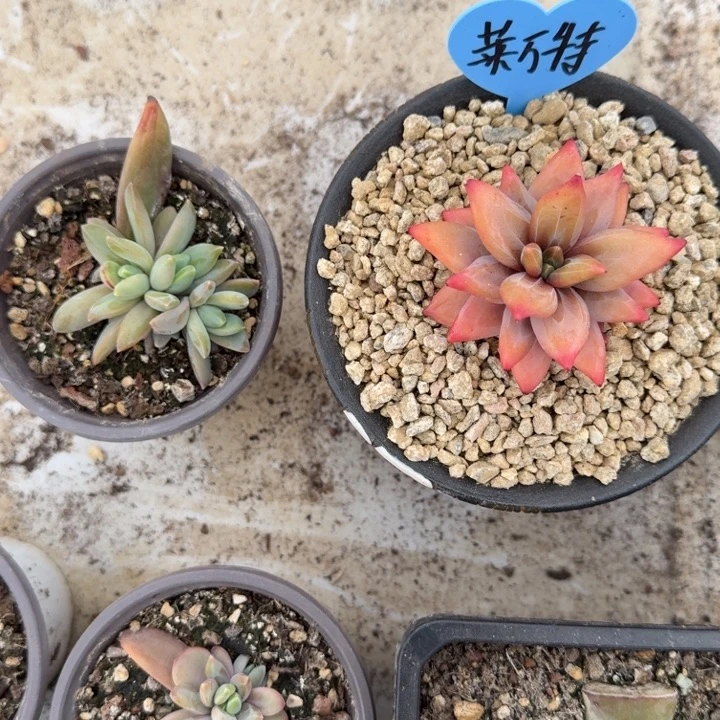 莱万特 叶插 一物一拍