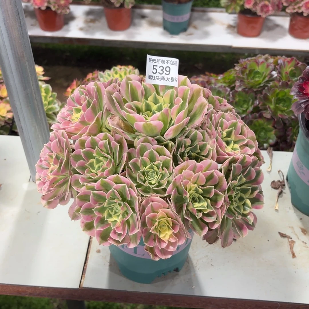 539粉水晶多肉植物法师