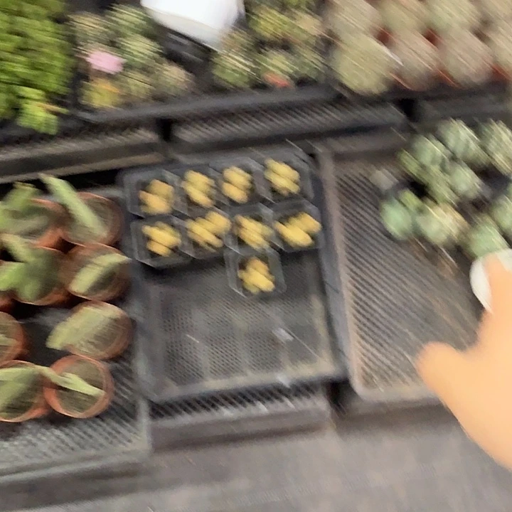 380带盆土发货一物一拍