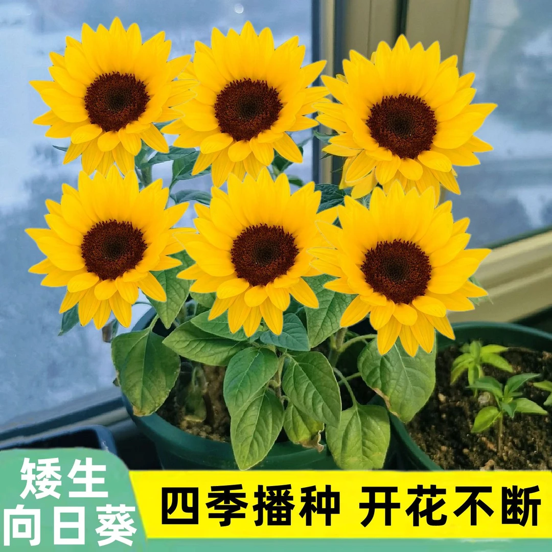 【矮生向日葵种子】四季种植盆栽地栽阳台小院种植