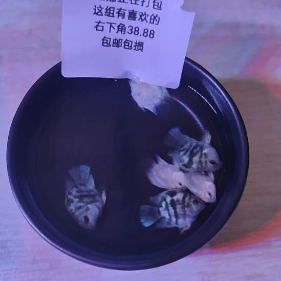 短鲷鱼桃心迷你鹦鹉2个月亚成
