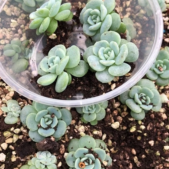 华***龙055西米露饭盒小勿晒