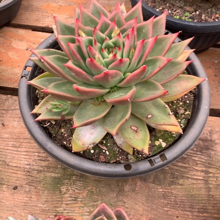 有伤特价活动开始啦