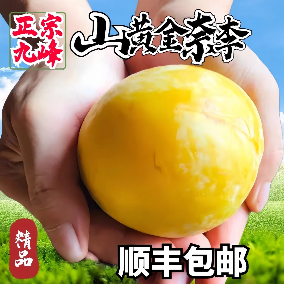 正宗九峰山黄金奈李子脆甜新鲜水果现摘现发顺丰包邮