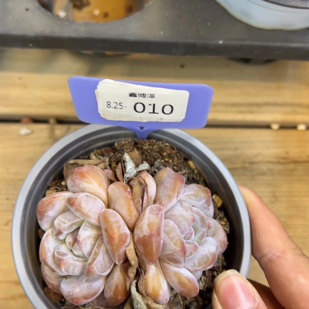 秋*定向8.25-010