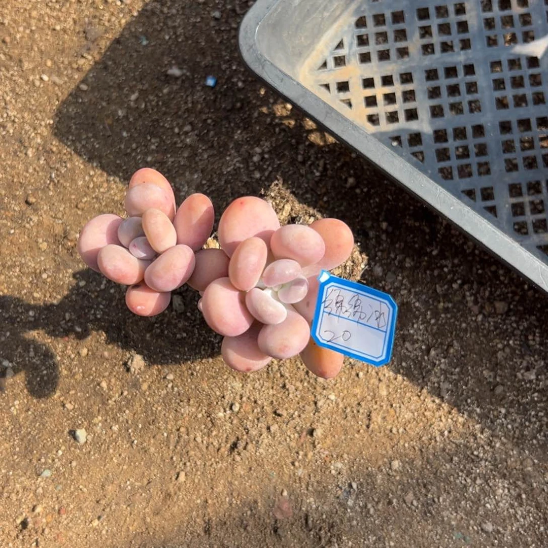 绵*冰1111111111111111111