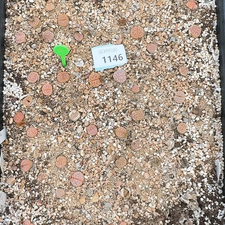 1146清框特价309拿铁