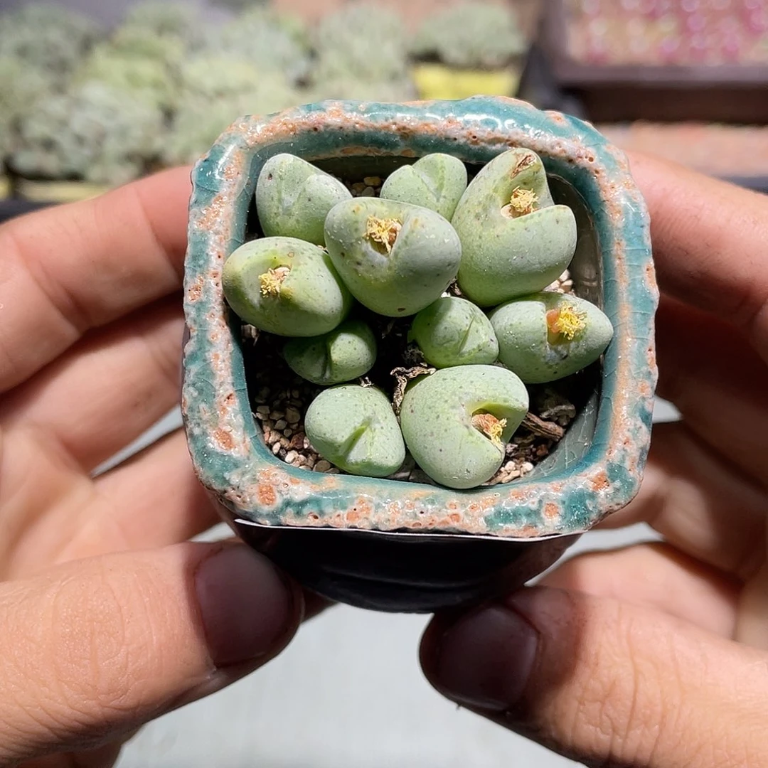 404当天凑满十八元包邮生石花