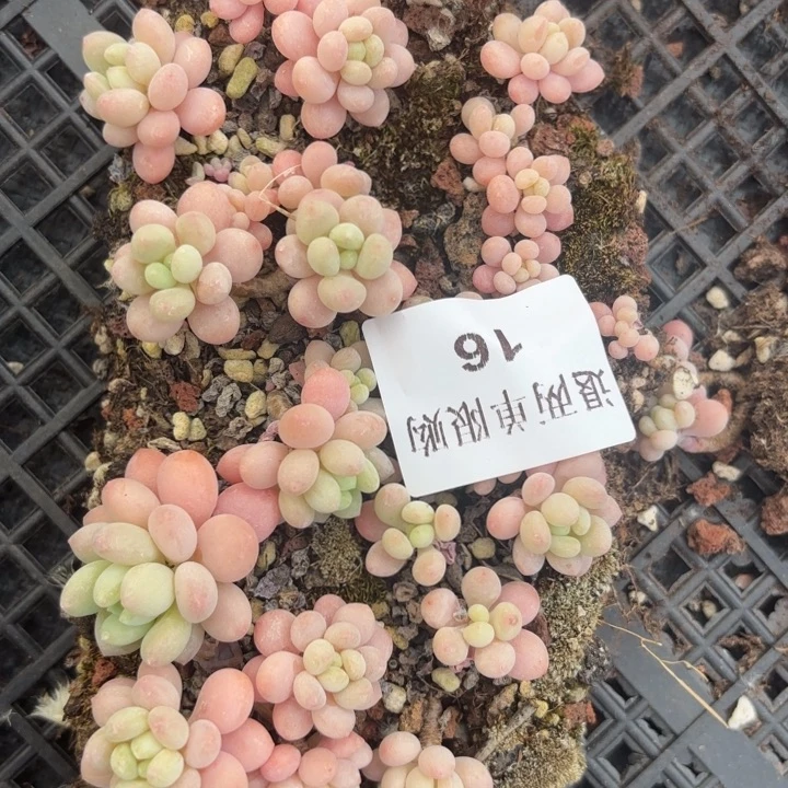 慢****,16一物一拍多肉