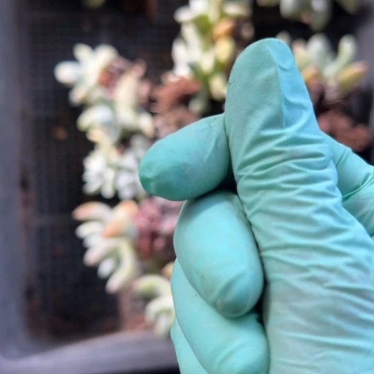 猴****?谢谢宝～一物一拍哇哇